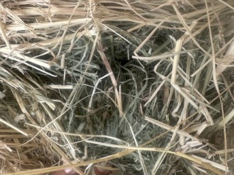 Excellent Weaner Hay