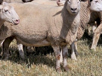 575 white Suffolk 3-3.5 years old, joined to white suffolk rams @ 164% 