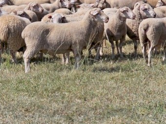 575 white Suffolk 3-3.5 years old, joined to white suffolk rams @ 164% 