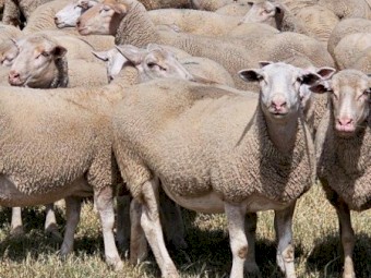 575 white Suffolk 3-3.5 years old, joined to white suffolk rams @ 164% 