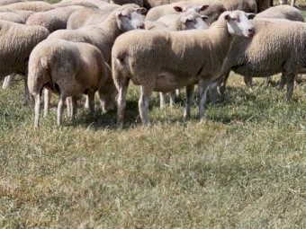 575 white Suffolk 3-3.5 years old, joined to white suffolk rams @ 164% 