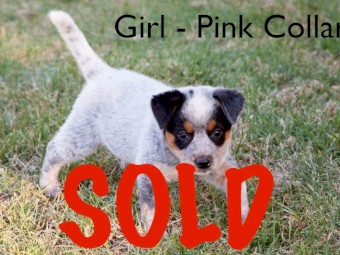 Male Purebred Blue Heeler Australian Cattle Dog Pup FOR SALE 
