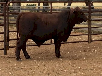 Santa Gertrudis Bulls Oct 2022 drop