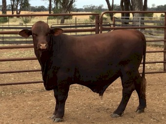 Santa Gertrudis Bulls Oct 2022 drop