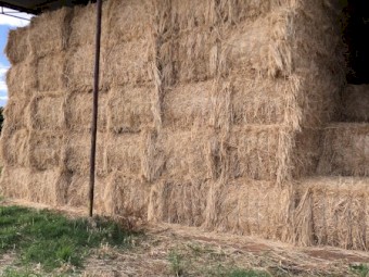 Oaten Hay 23/24 Season