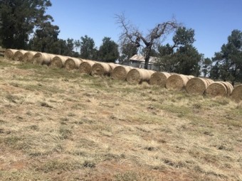 Lucerne Hay Round Bales