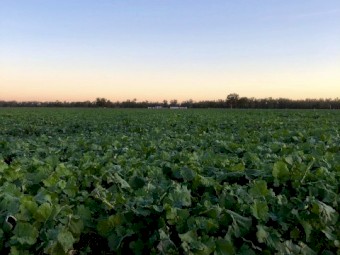 New season 2nd gen grazing canola
