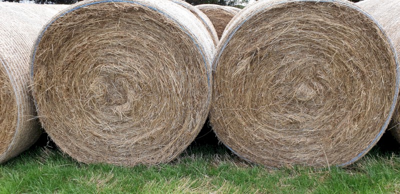 100 x Pasture Hay 5 x 4 Round Bales - Mornington Peninsula