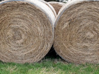 100 x Pasture Hay 5 x 4 Round Bales - Mornington Peninsula