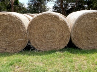 100 x Pasture Hay 5 x 4 Round Bales - Mornington Peninsula
