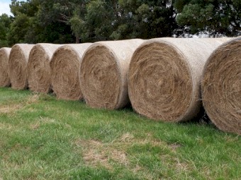 100 x Pasture Hay 5 x 4 Round Bales - Mornington Peninsula