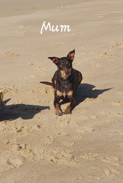 Kelpie x Koolie Pups 