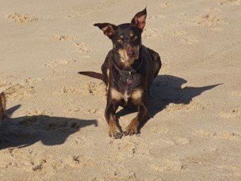 Kelpie x Koolie Pups