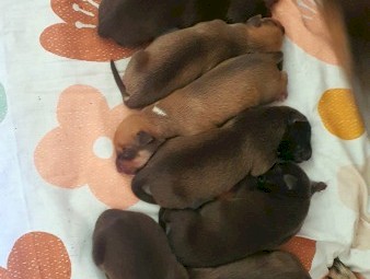 Kelpie x Koolie Pups 