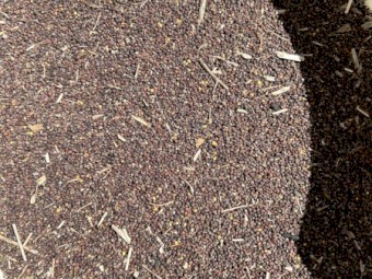 15mt Canola with low test weight