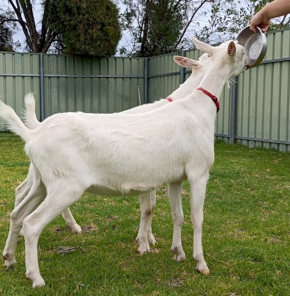 Pure bred Saanen goats free to good home 