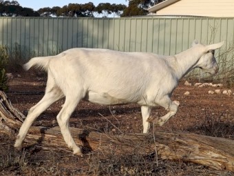 Pure bred Saanen goats free to good home 