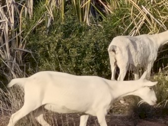 Pure bred Saanen goats free to good home 