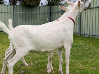 Pure bred Saanen goats free to good home 
