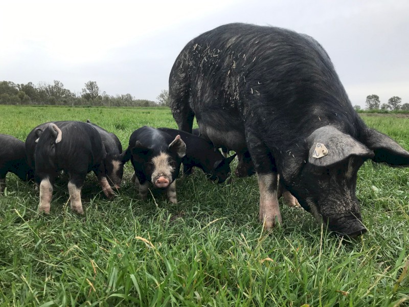 Pure Berkshire Pigs Farm Tender