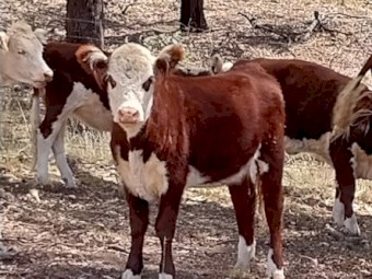 Poll Hereford Weaners
