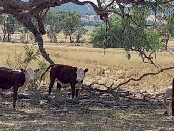 Poll Hereford Weaners