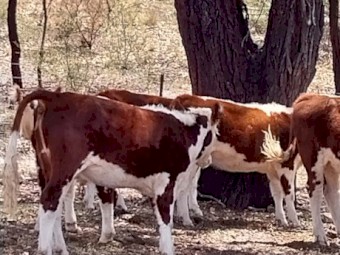 Poll Hereford Weaners