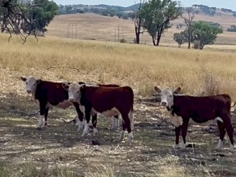 Poll Hereford Weaners