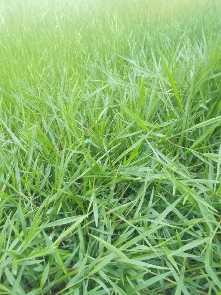 Humidicola pasture grass seed for sale.