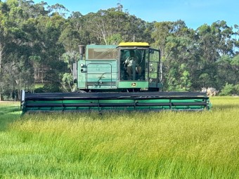 Humidicola pasture grass seed for sale.