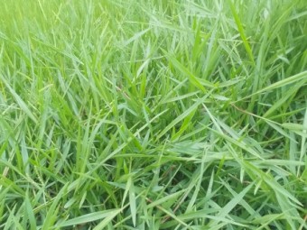 Humidicola pasture grass seed for sale.