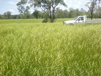 Humidicola pasture grass seed for sale.