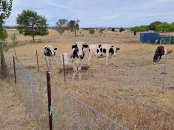 3 x Friesian steers about 2 year old