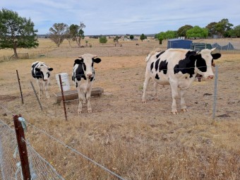 3 x Friesian steers about 2 year old