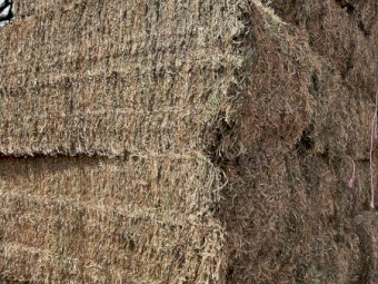 200mt Vetch Hay 640–650kg 8x4x3 Bales (New Season 23/24)