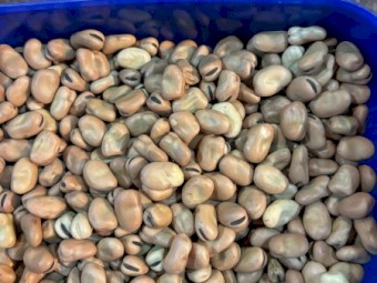 60mt Faba Beans