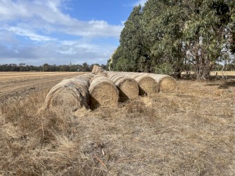 650 x Pasture Hay 5x4 Round Bales