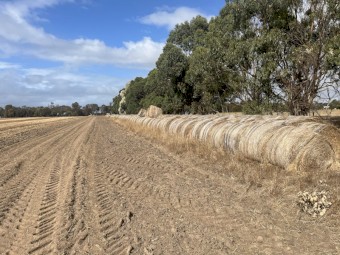 650 x Pasture Hay 5x4 Round Bales