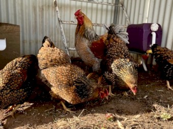 Wyondotte fertile eggs for sale