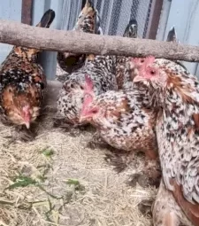 Belgian D'uccle Fertile Eggs pure breed, high fertility