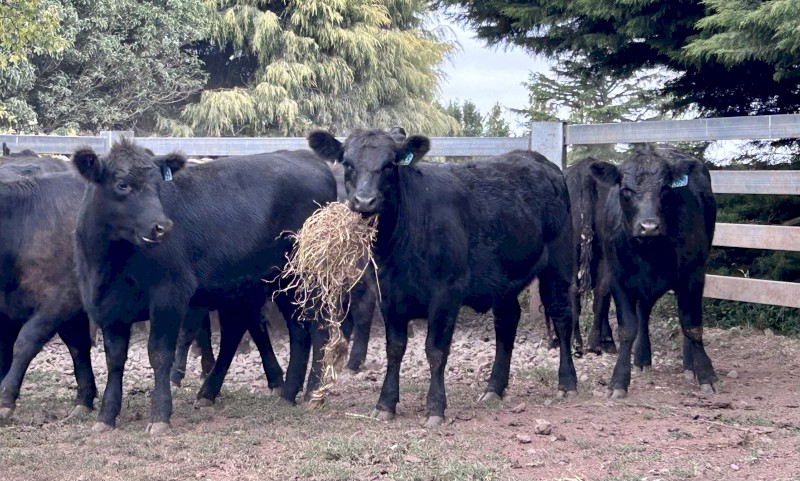 20 x Angus Heifers EU Accredited 