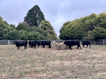 20 x Angus Heifers EU Accredited 