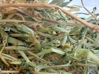 1000mt Awnless Wheaten Hay 500kg 8x4x3 Bales