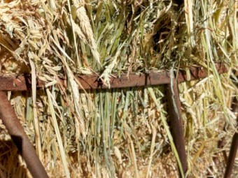 1000mt Awnless Wheaten Hay 500kg 8x4x3 Bales