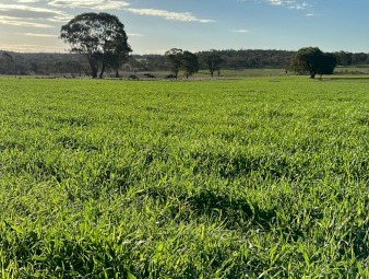 WANTED 3-4 tonne Seed Oats
