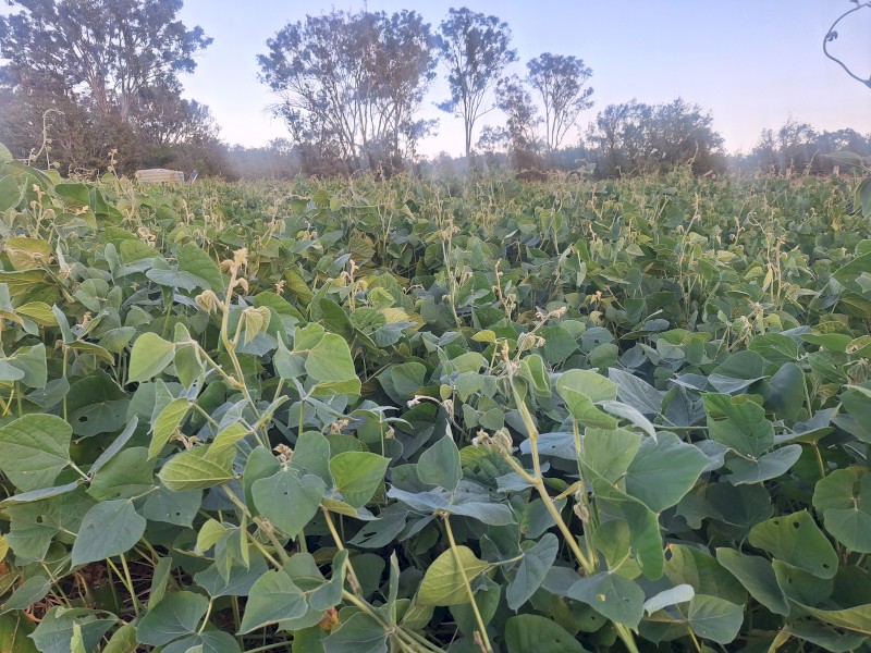 LabLab Hay 4 x 4 Bale