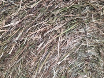 LabLab Hay 4 x 4 Bale