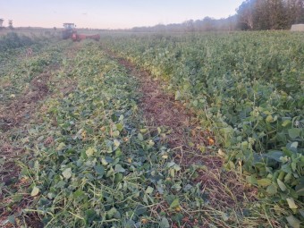 LabLab Hay 4 x 4 Bale