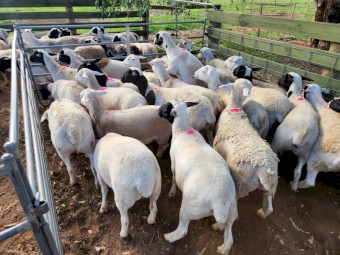 20 x Dorper Ewe Lambs *PRICE DROP*