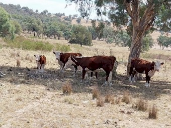 Poll Hereford Cows with calves at foot